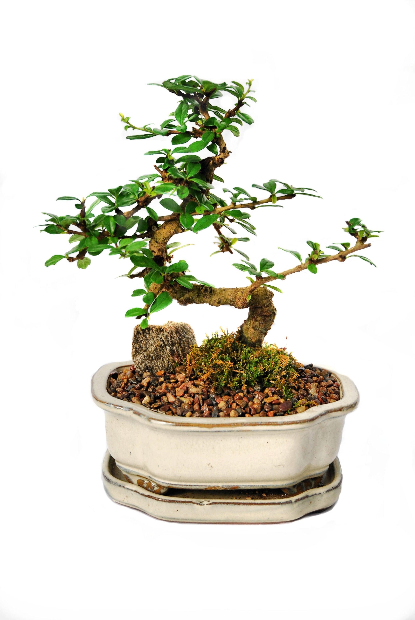 Bonsai Fukien Tea