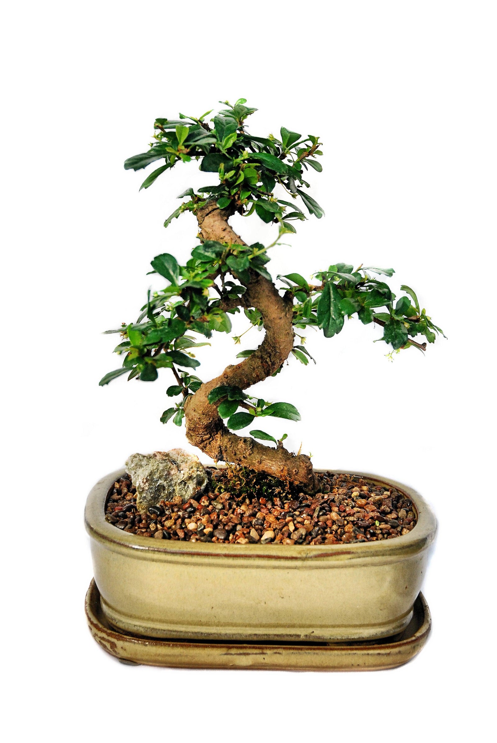 Bonsai Fukien Tea