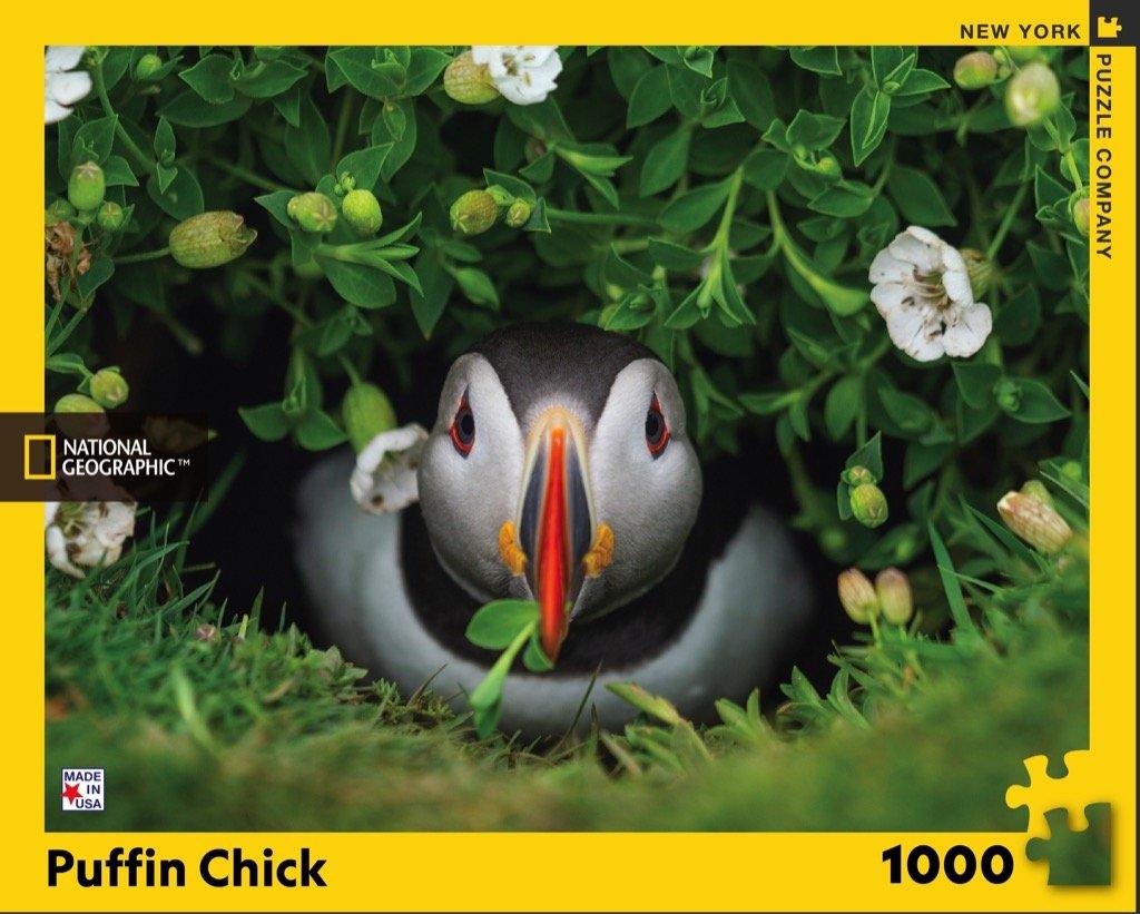 Puffin Chick puzzle