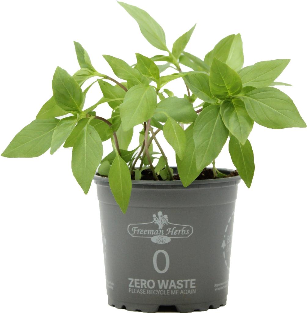 As an organic variety, it is grown without the use of synthetic pesticides or fertilizers, ensuring a natural and wholesome herb to enjoy. Thai Basil is known for its unique and vibrant flavor, which is often described as sweet and spicy with hints of anise and licorice. To ensure its health, gently water the Thai Basil every 2-3 days or when the soil feels dry. 