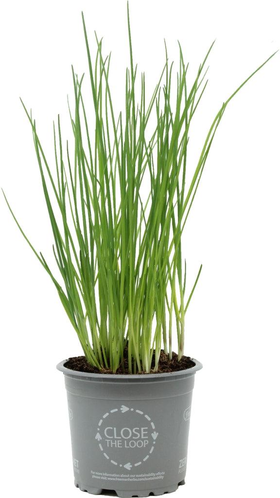 Introducing Organic Chives, a delightful and versatile herb to add to your herb collection or garden. As an organic variety, it is grown without the use of synthetic pesticides or fertilizers, ensuring a natural and wholesome herb to enjoy. Chives are known for their mild onion flavor and bright green, slender leaves, making them a popular choice in various cuisines worldwide.