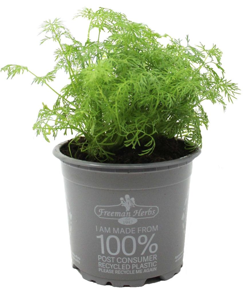 Introducing Organic Dill, a delightful and aromatic herb to add to your herb collection or garden. As an organic variety, it is grown without the use of synthetic pesticides or fertilizers, ensuring a natural and wholesome herb to enjoy. Dill is well-known for its unique and tangy flavor, making it a popular choice for a wide range of dishes, including salads, sauces, fish, and pickles. To ensure its health, gently water the dill every 2-3 days or when the soil feels dry. 