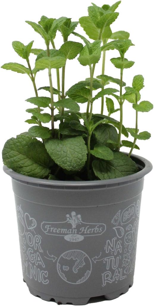 As an organic variety, it is grown without the use of synthetic pesticides or fertilizers, ensuring a natural and wholesome herb to enjoy. Spearmint is well-known for its refreshing and minty flavor, making it a popular choice for teas, cocktails, desserts, and savory dishes. To ensure its health, gently water the spearmint every 2-3 days or when the soil feels dry. Spearmint prefers a sunny location with well-draining soil. 
