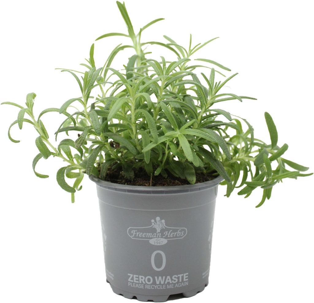 Introducing Organic Rosemary Herb, a delightful and aromatic addition to your garden or herb collection. As an organic variety, you can be assured that it is grown without the use of synthetic pesticides or fertilizers, offering you a natural and wholesome herb to enjoy. To ensure its healthy growth, gently water the rosemary every 2-3 days or when the soil feels dry. Keep the plants away from cool temperatures, as rosemary prefers a warm and sunny environment. 