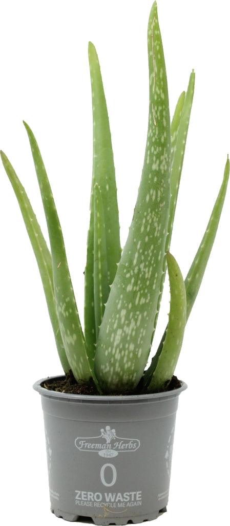 Organic Aloe 4.5&quot;