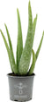 Organic Aloe 4.5"