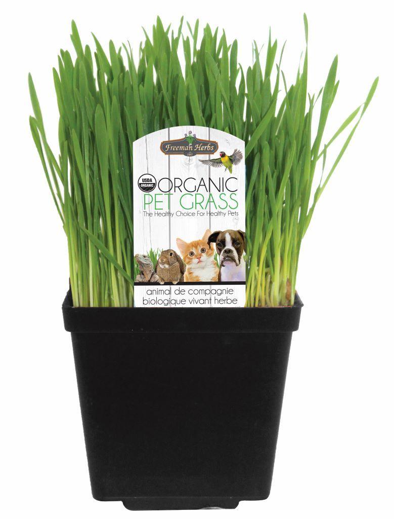  Simply water every 3-4 days and refrigerate to keep the grass fresh and healthy. By stunting the growth, you can ensure your cat enjoys the freshest and most nutritious blades of grass. If you notice any yellowing, simply move the plant to a brighter location.