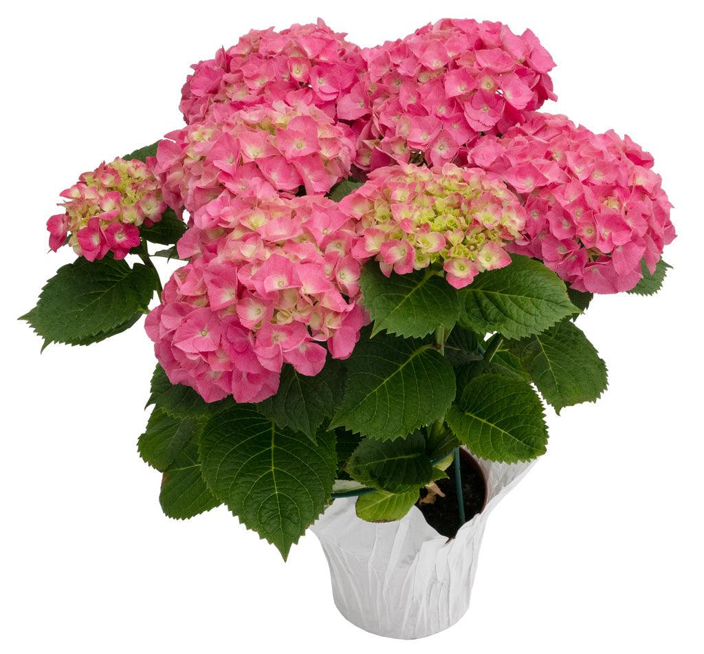 Potted Hydrangea 6in