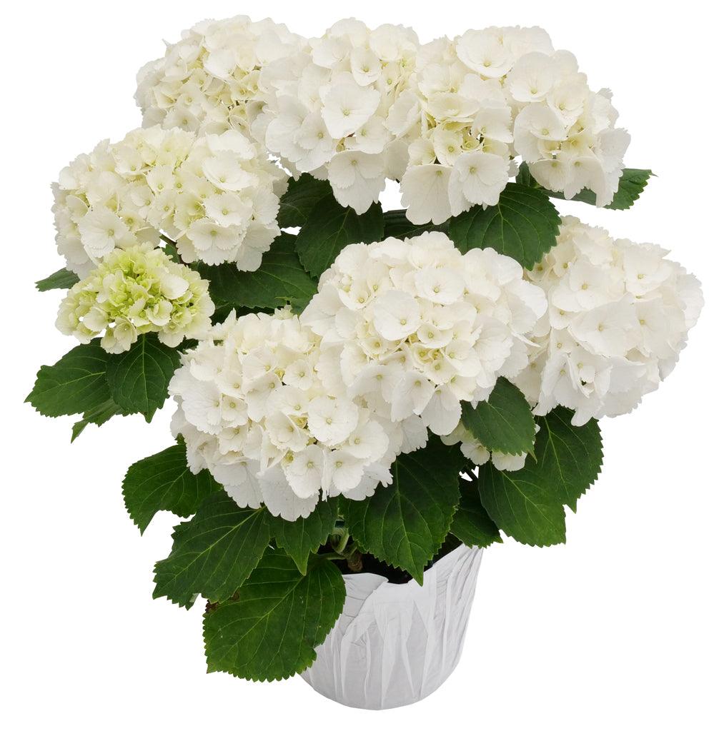 Potted Hydrangea 10in - Sheridan Nurseries Online