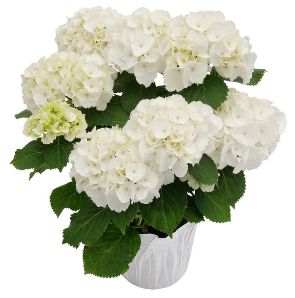 hydrangea0223ページ Potted Hydrangea 6in - Sheridan Nurseries