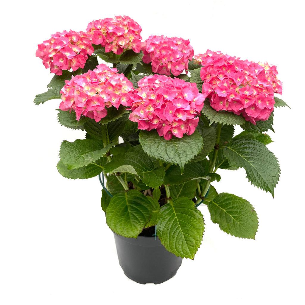 Potted Hydrangea 10in