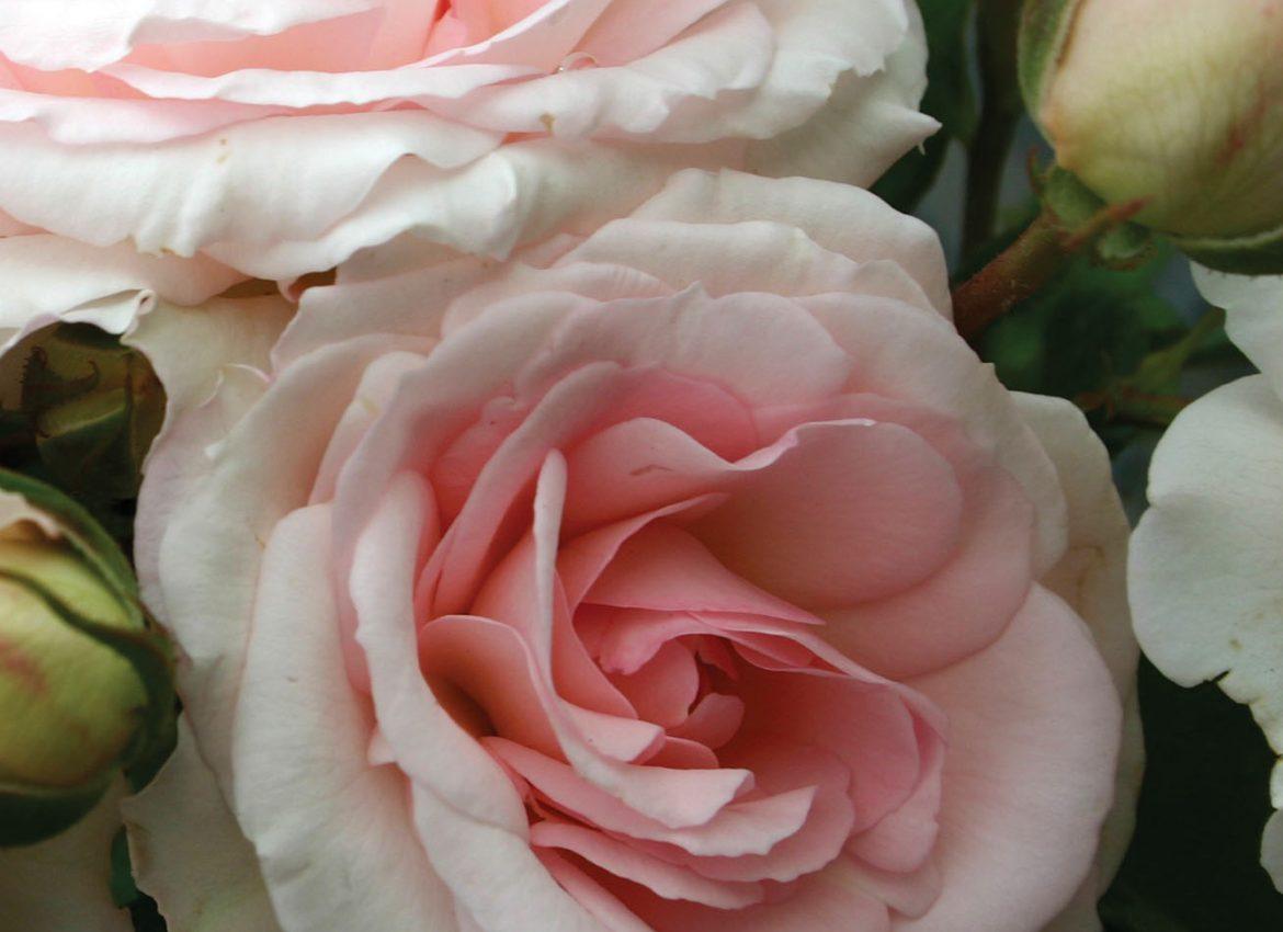 This rose variety features large, double flowers that bloom in clusters throughout the season, creating a stunning display of color. With its vigorous and upright growth habit, this shrub boasts dark green glossy foliage that serves as the perfect backdrop for the beautiful blooms. 