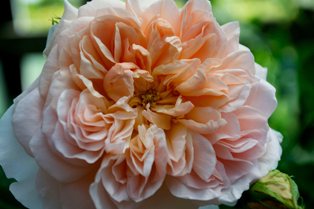 The blooms are particularly large and most attractive, the petals being beautifully arranged. The color is a glorious soft apricot, sometimes tinged with soft pink. It has a wonderful fragrance, which is similar in style to an Old Rose, but with a sumptuous fruity note reminiscent of fresh peaches and apricot. 