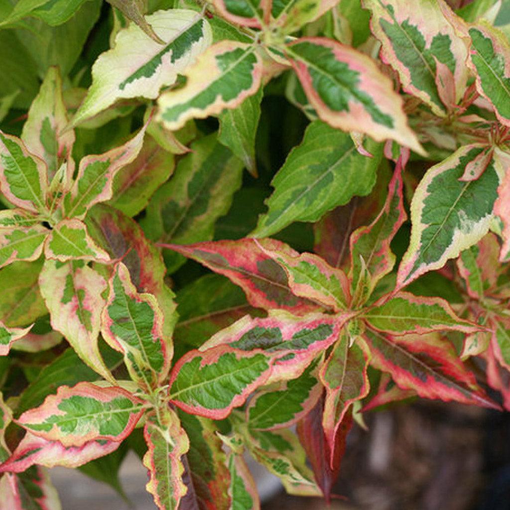 My Monet® Sunset Old Fashioned Weigela Pw® # 3 PW Cont