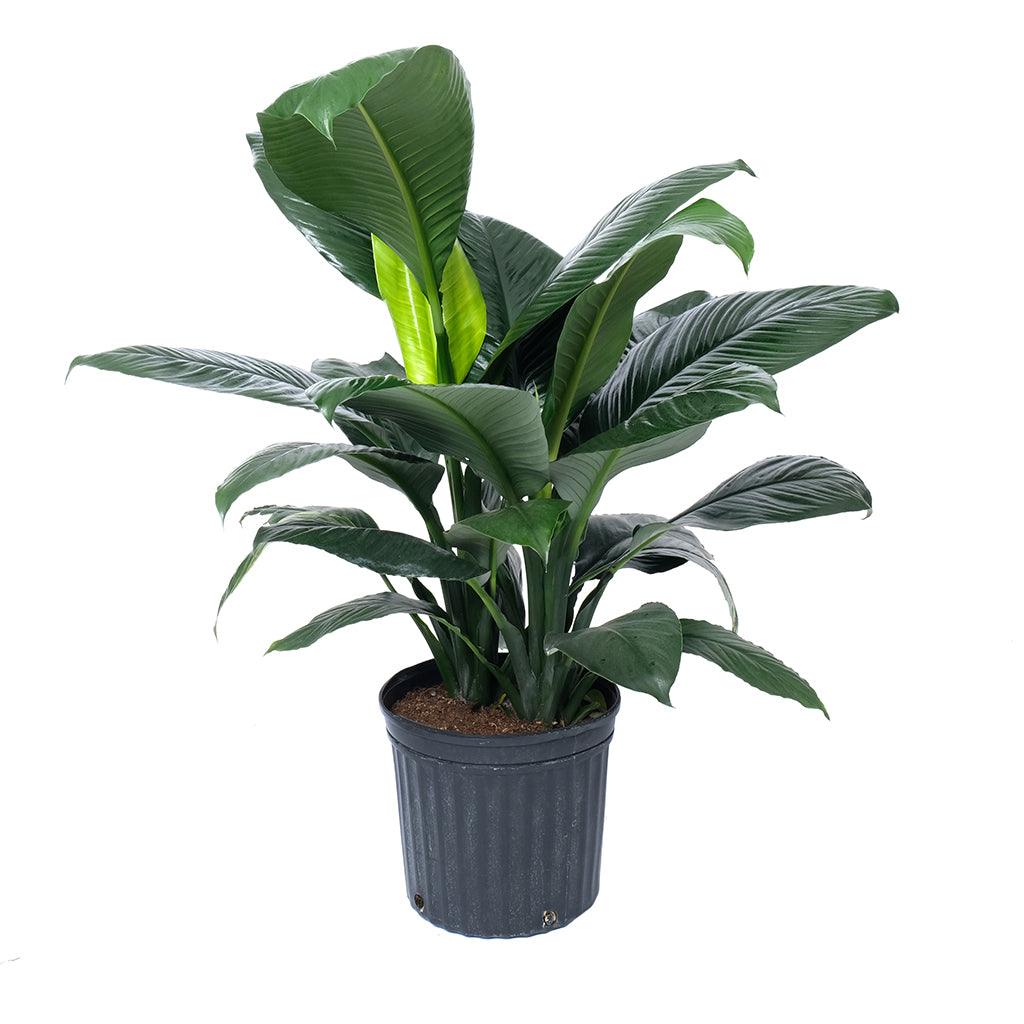 Spathiphyllum Peace Lily Sensation