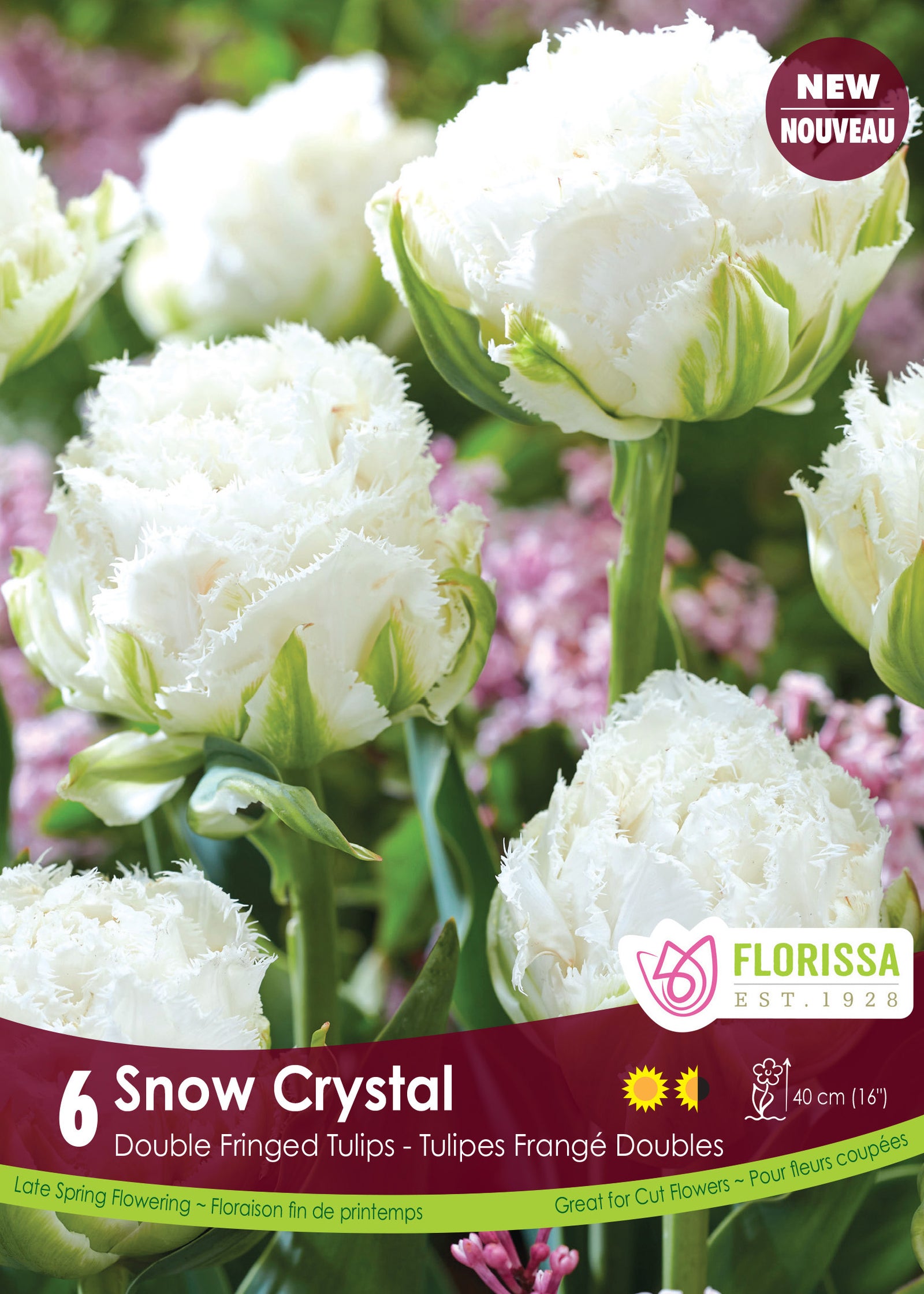 Tulipa Snow Crystal