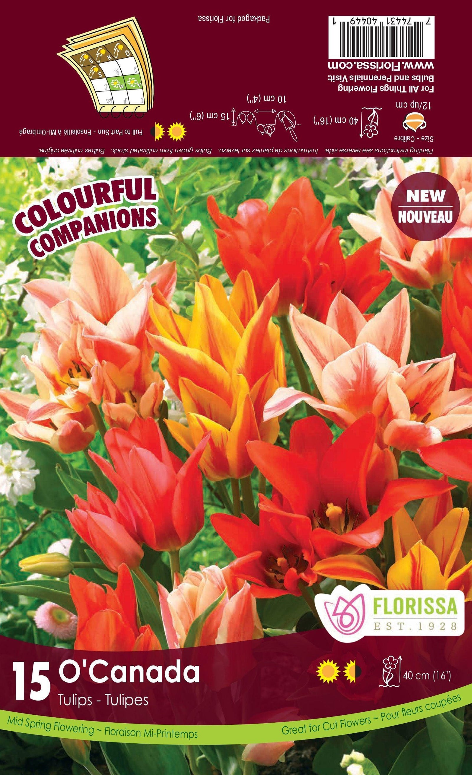 O'Canada T Toronto/Quebec/Winnipeg