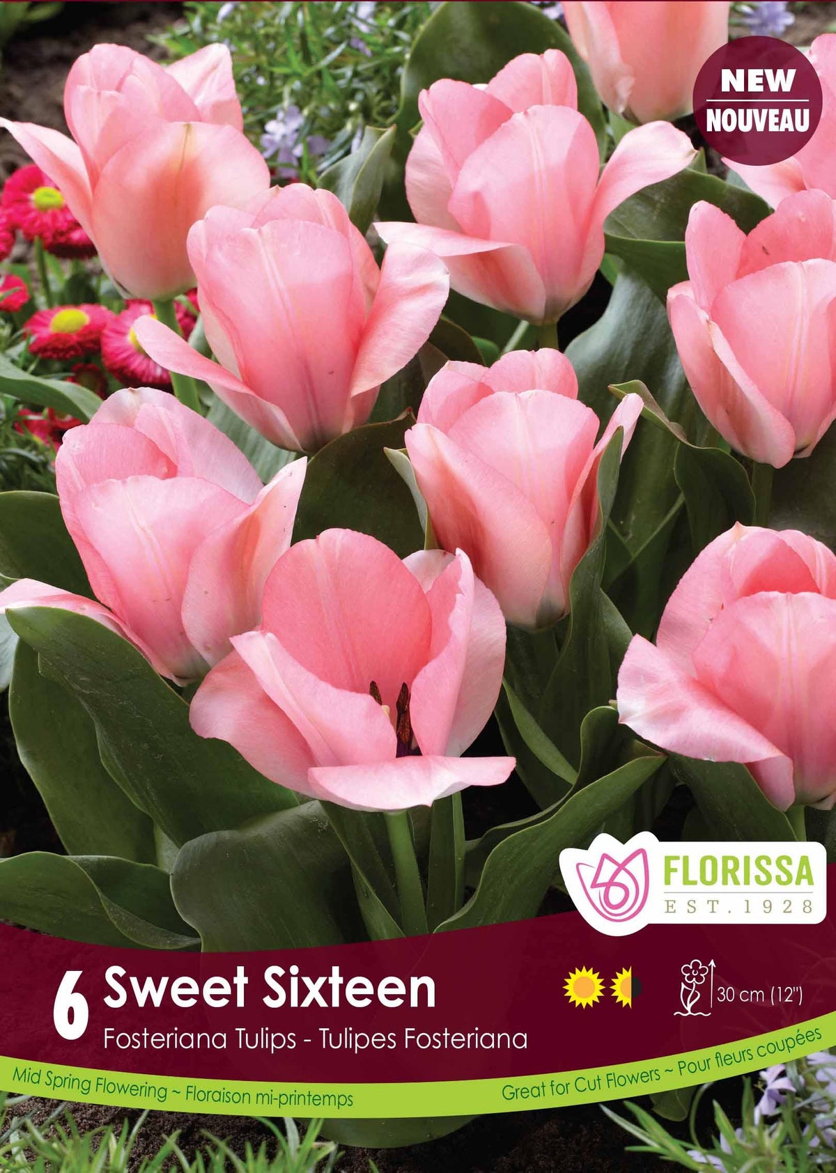 Tulip Sweet Sixteen 6/Pkg