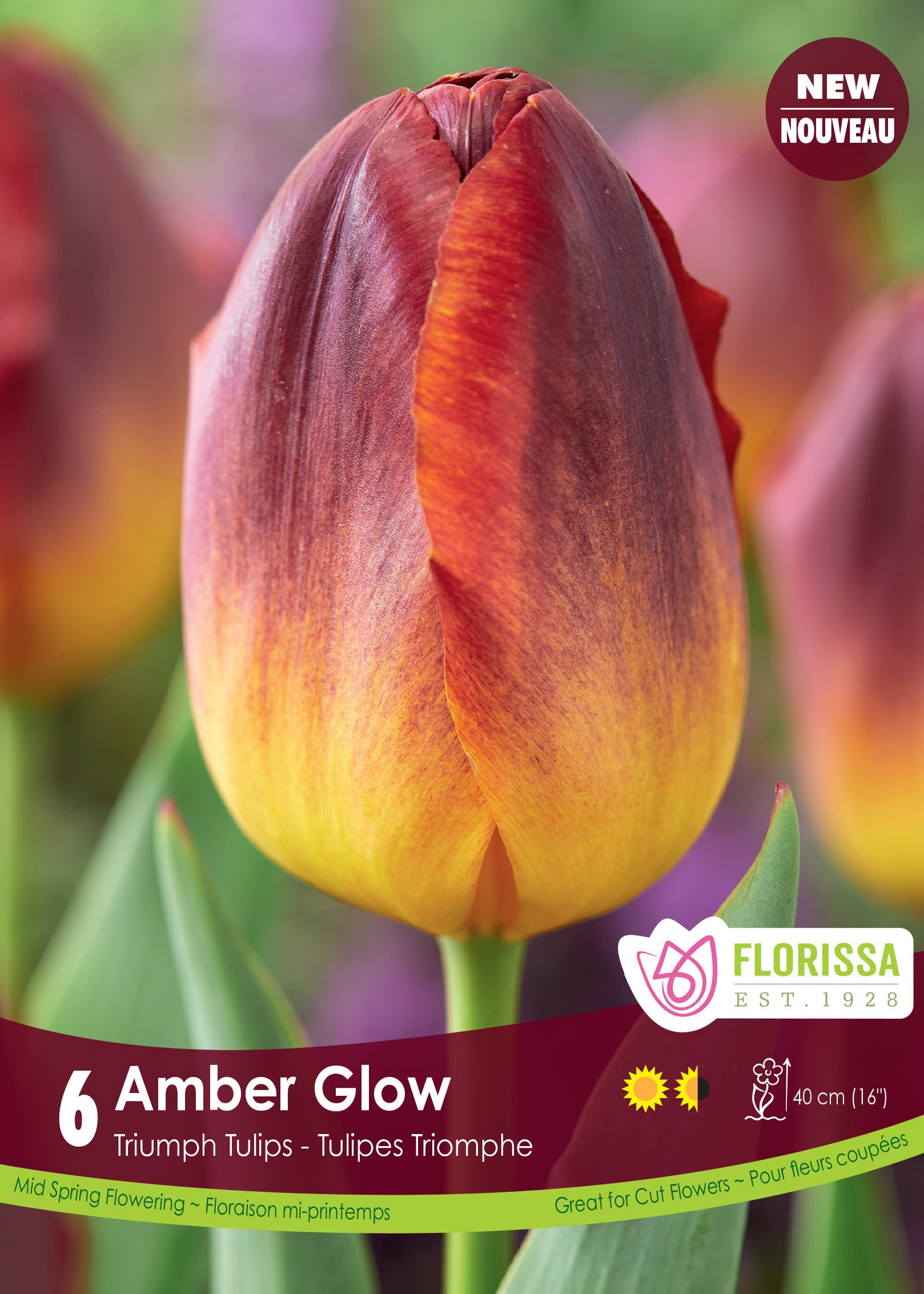 Tulip Amber Glow