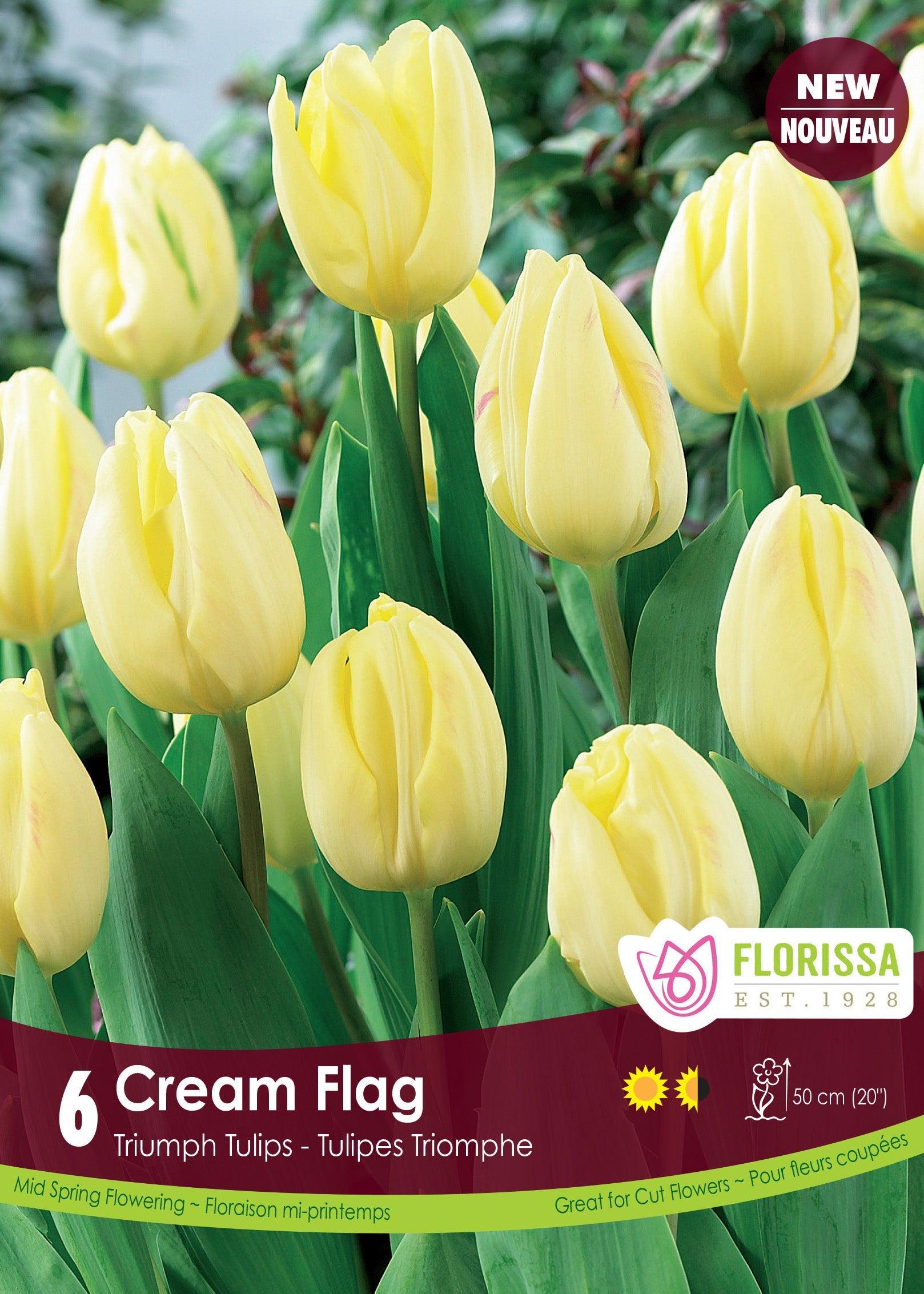 Tulip Cream Flag 6/Pkg