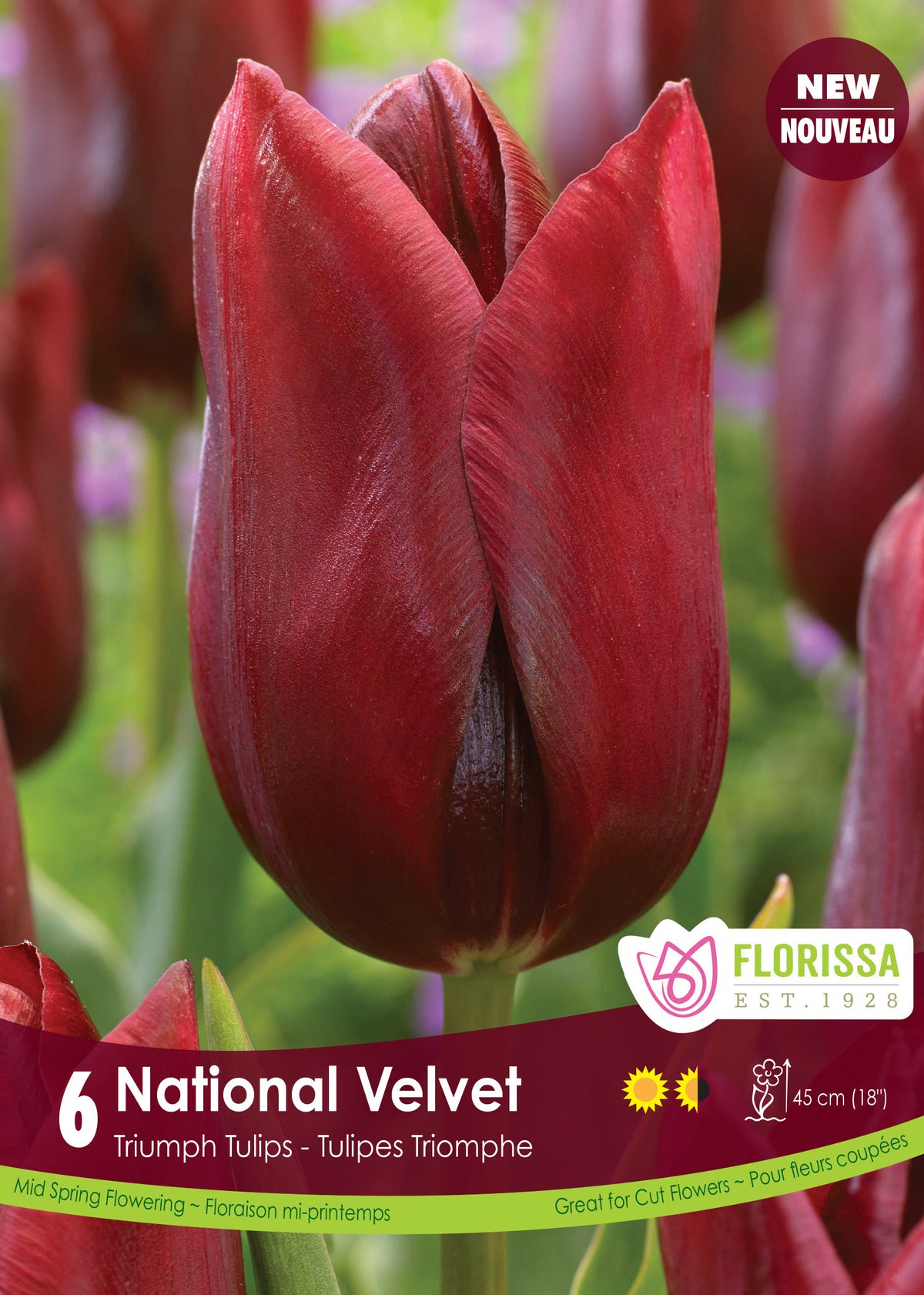 Tulip National Velvet