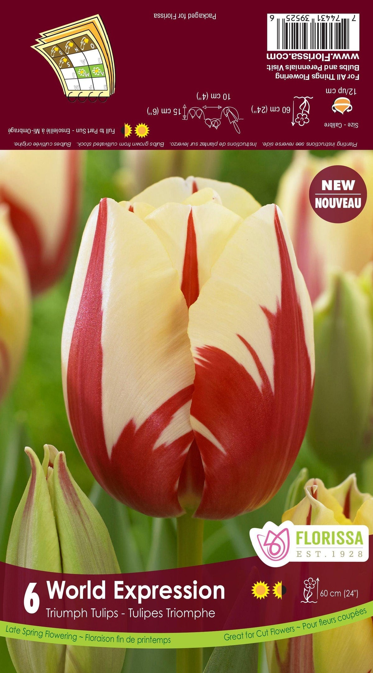 Tulip-World Expression