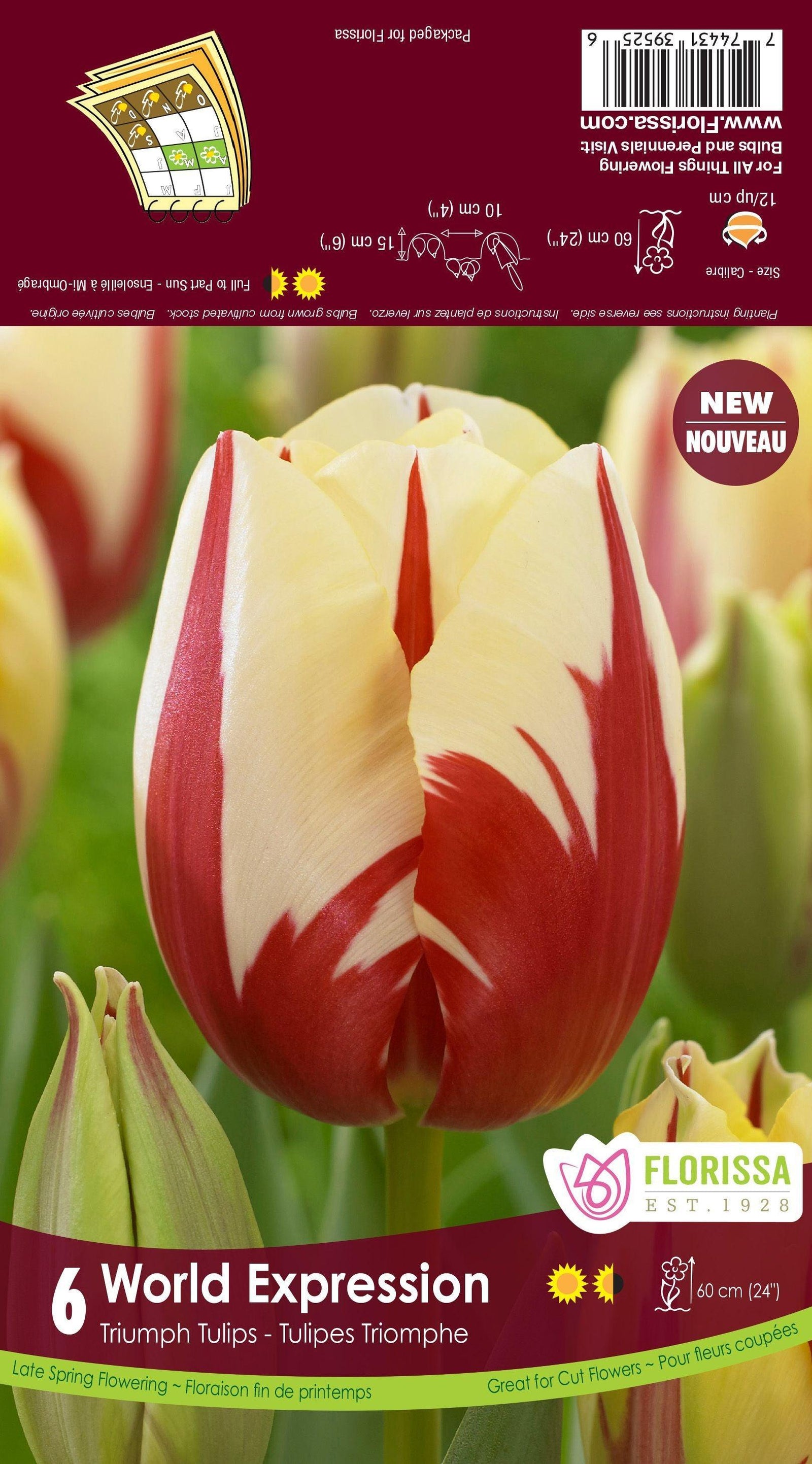 Tulip-World Expression