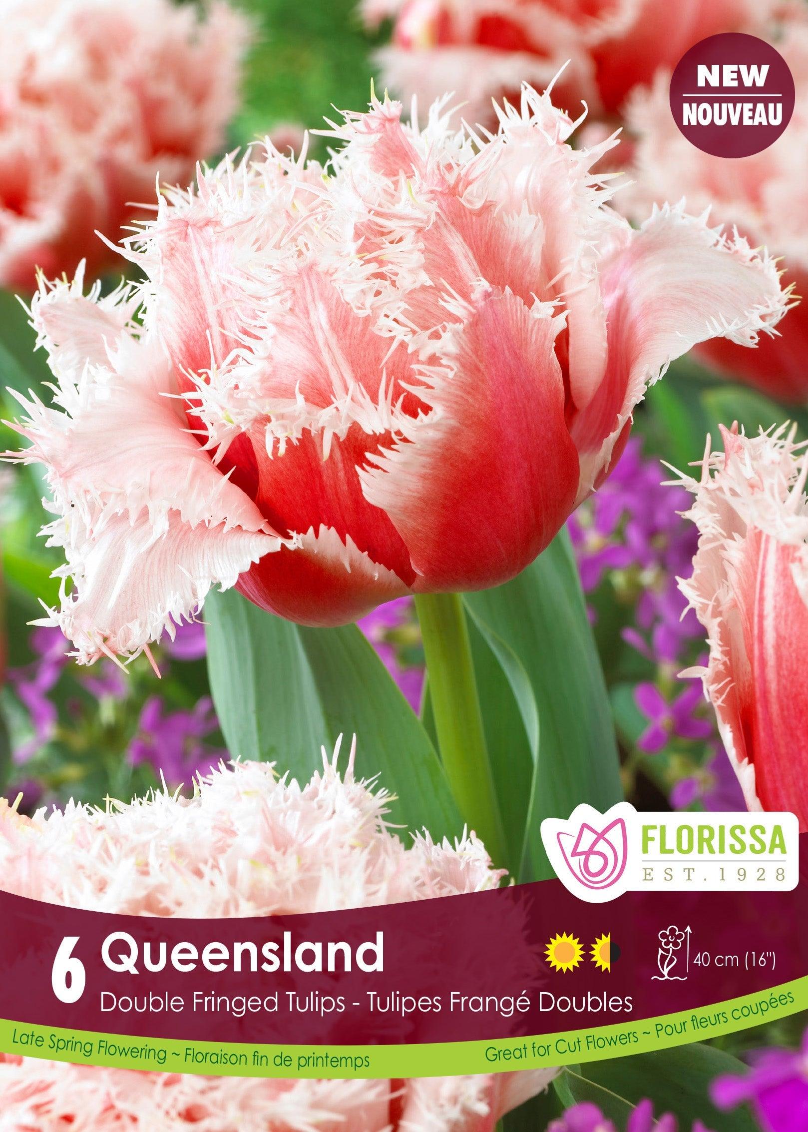 Tulip Double Fringed Queensland 6/Pkg