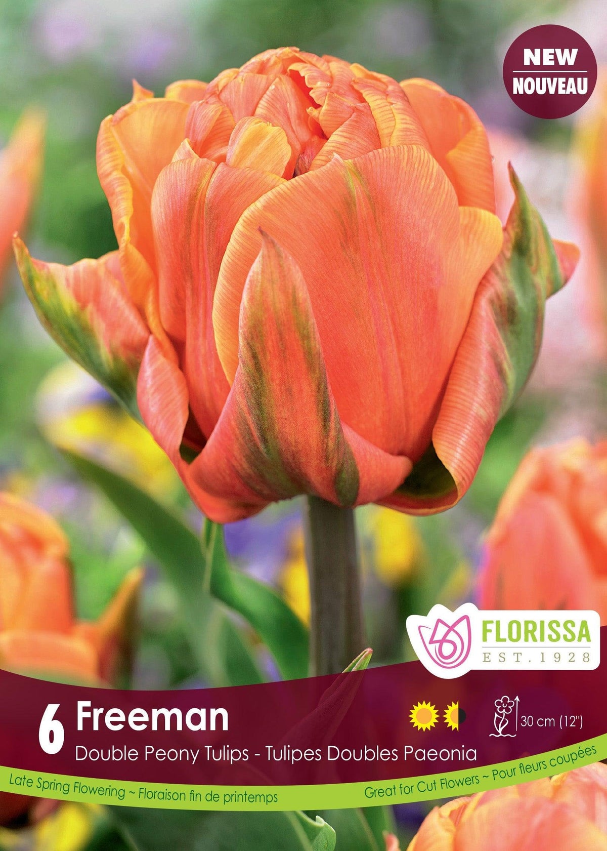 Tulip Freeman 6/Pkg