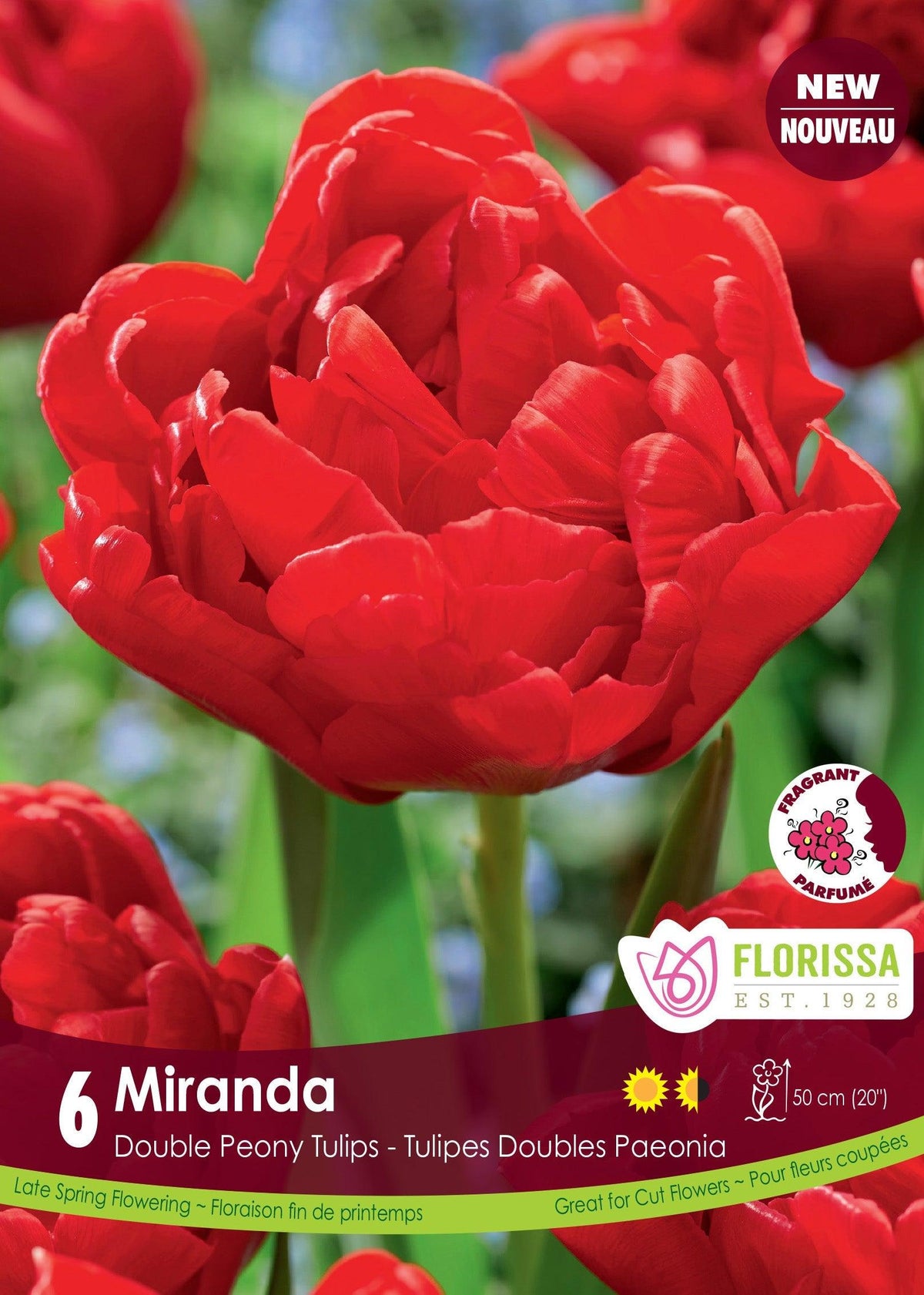 Tulip Miranda 6/Pkg
