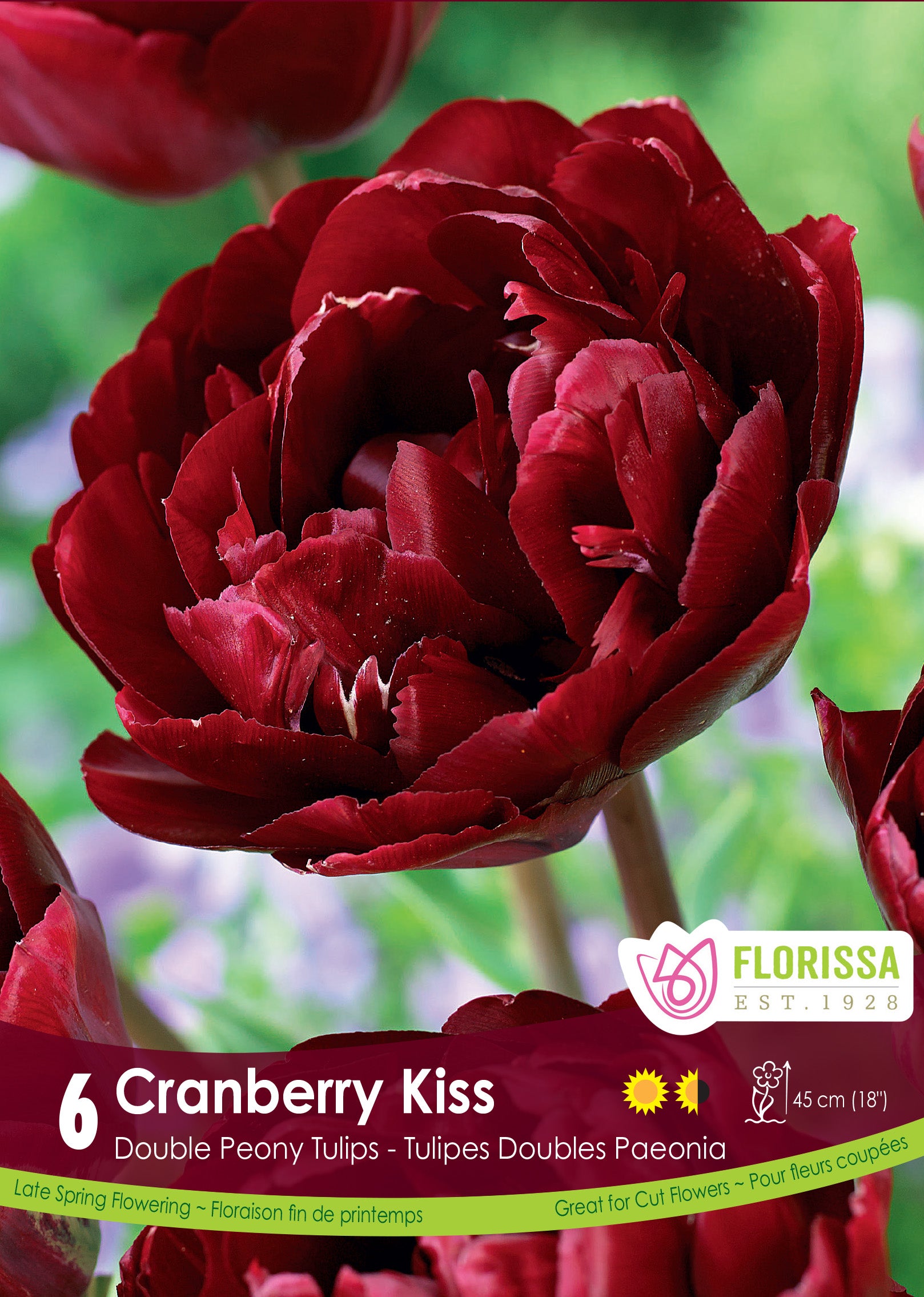 Tulip Cranberry Kiss