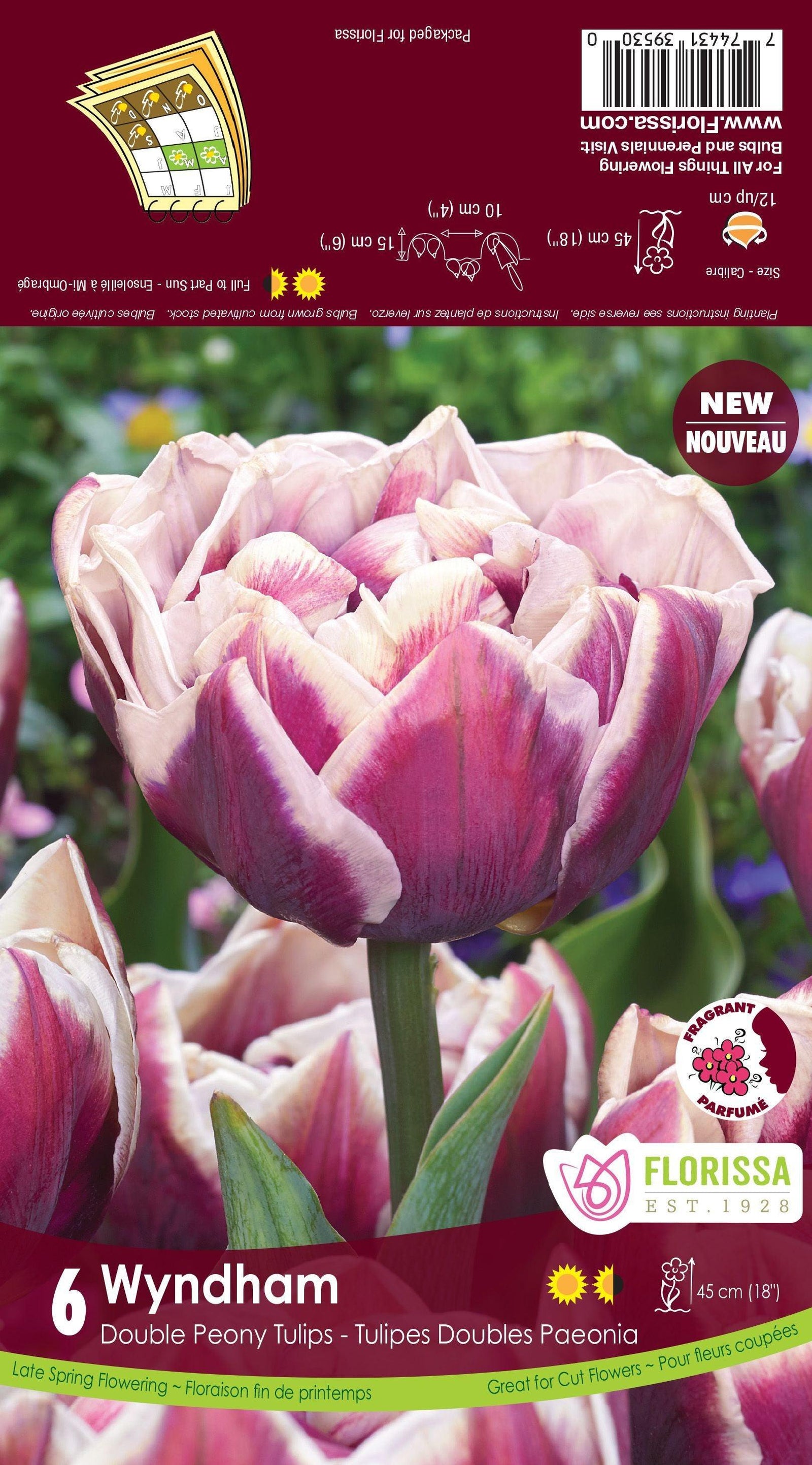 Tulip Wyndham Fragrant