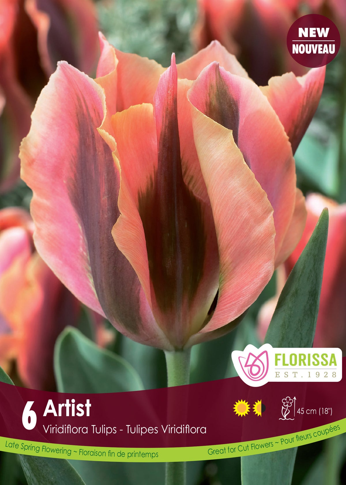 Tulip Virid Artist