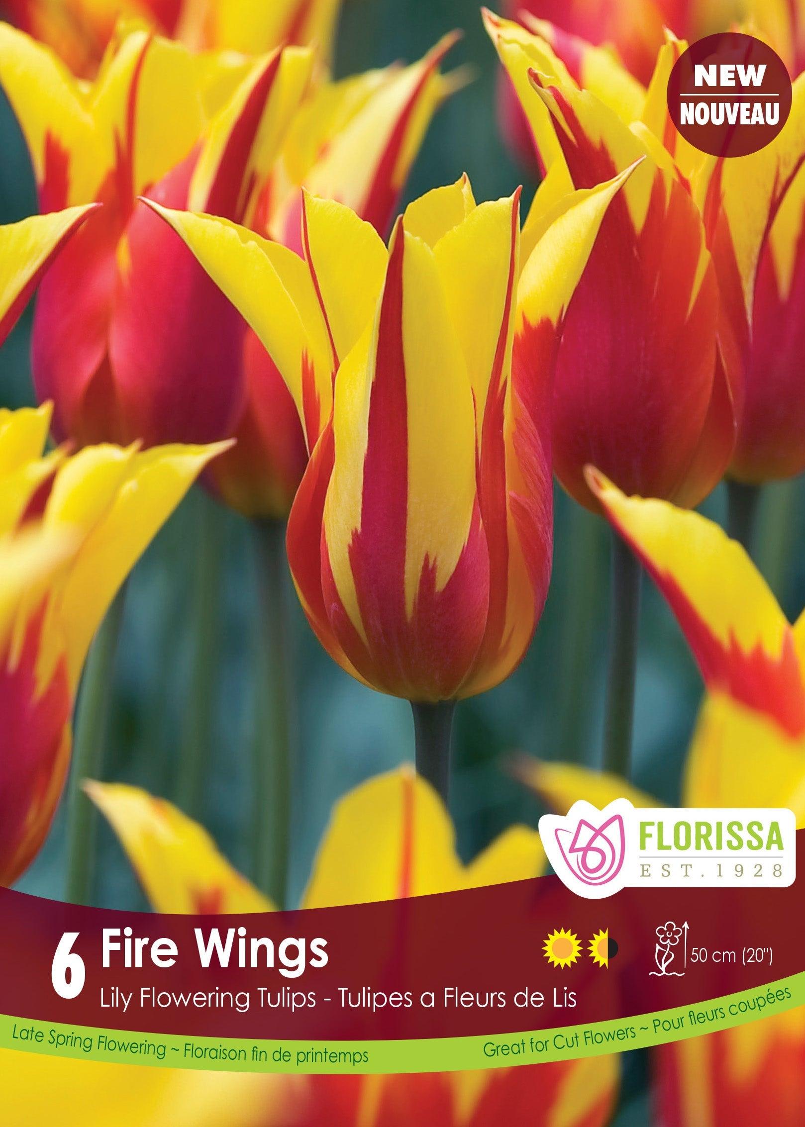 Tulip Fire Wings 6/Pkg