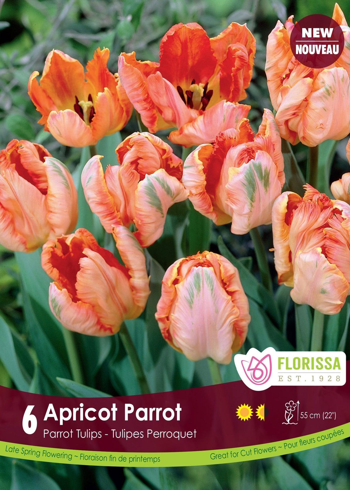 Tulip Apricot Parrot 6/Pkg