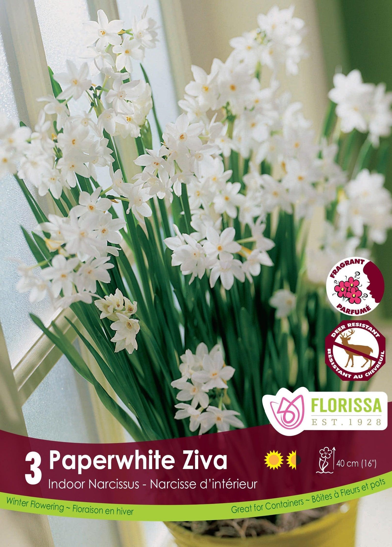 Paperwhite Ziva 14/15cm 3/Pkg