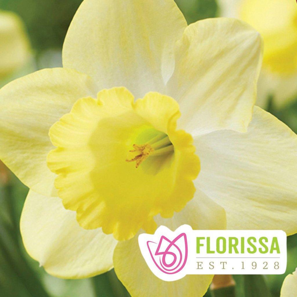 Narcissi Fellows Favorite