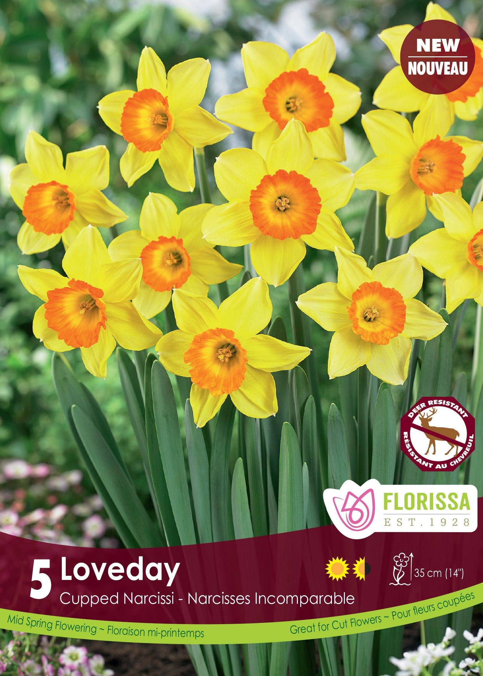 Narcissi Loveday 5/Pkg