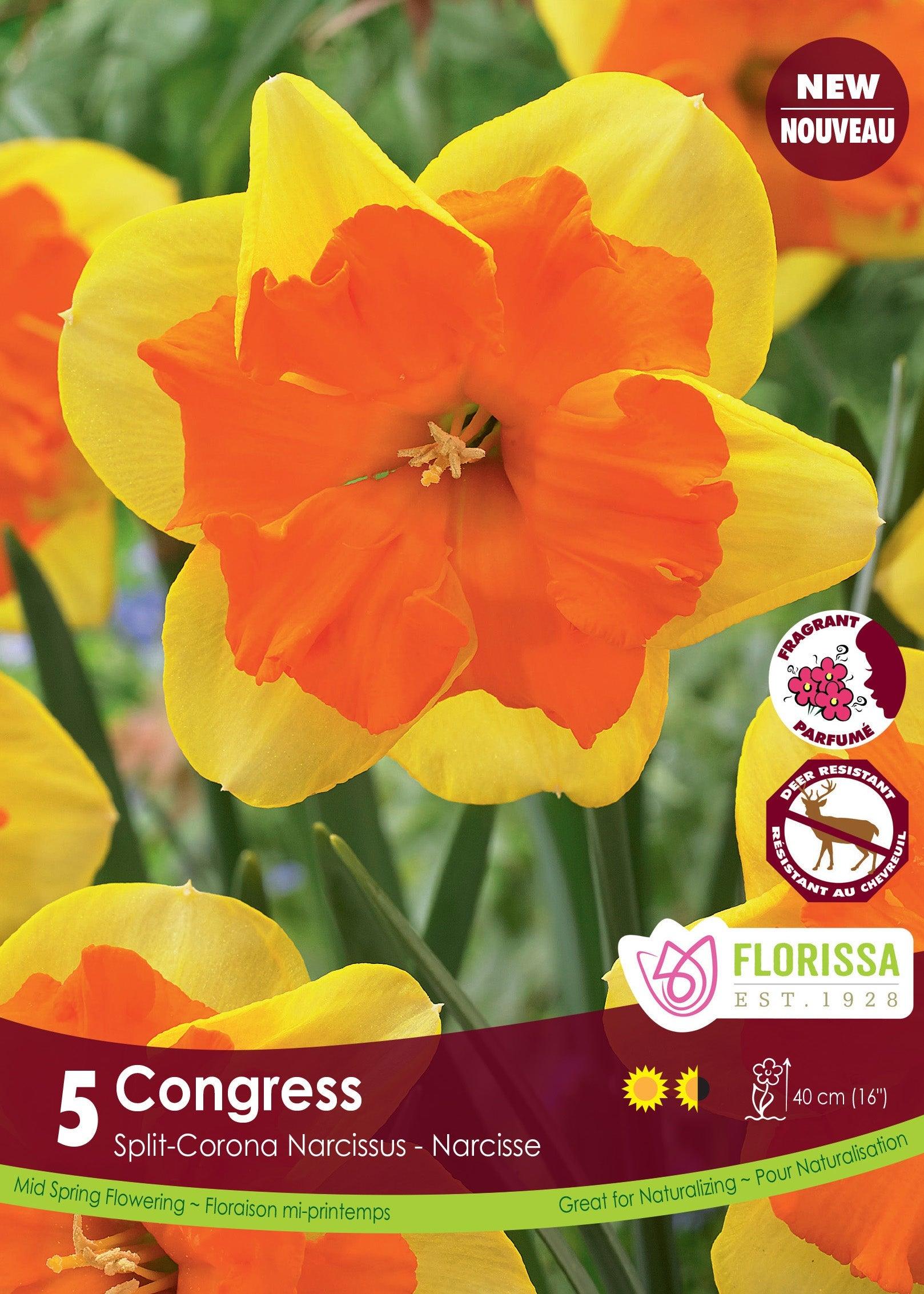 Narcissi Congress 5/Pkg