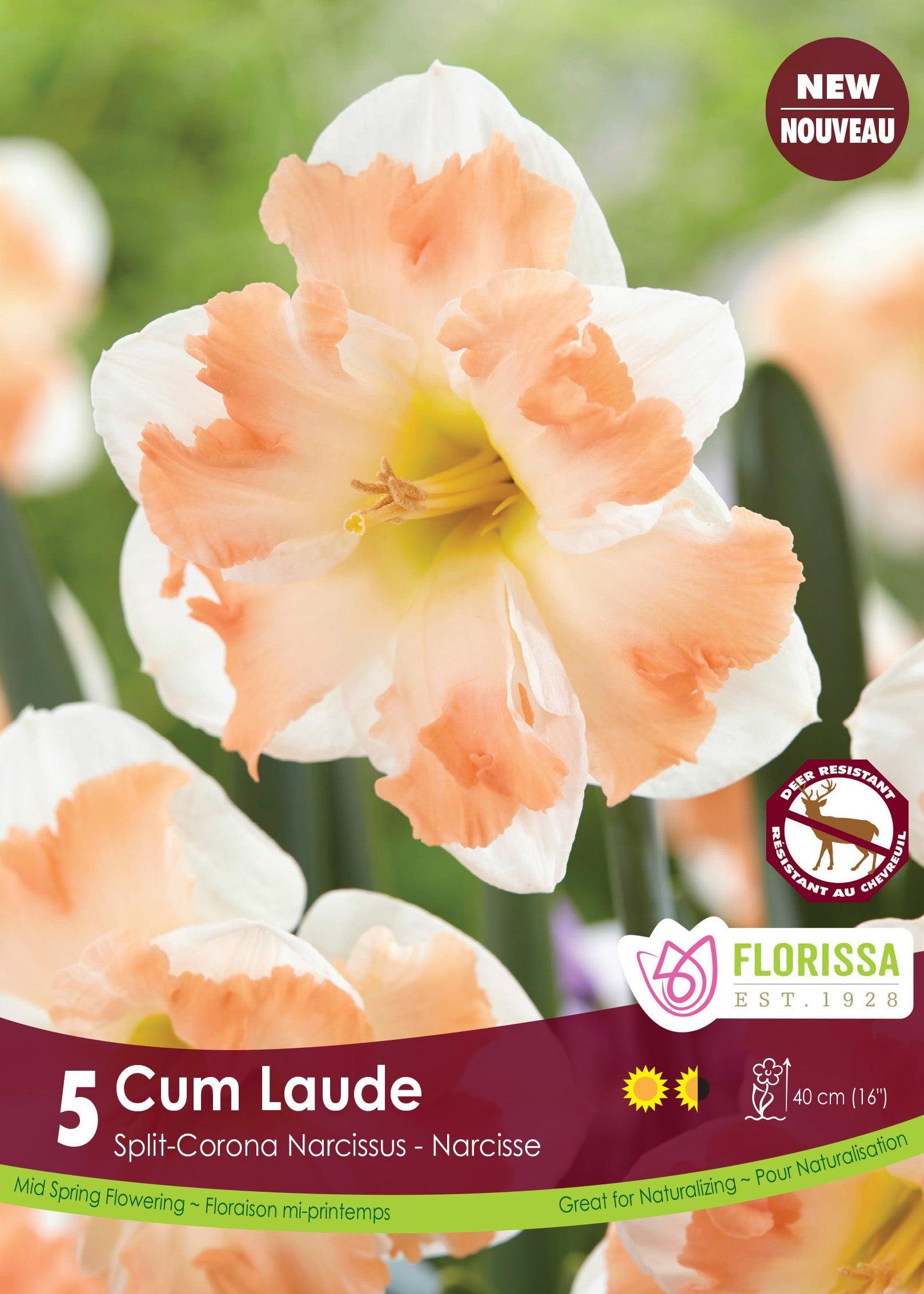 Narcissi Cum Laude 5/Pkg