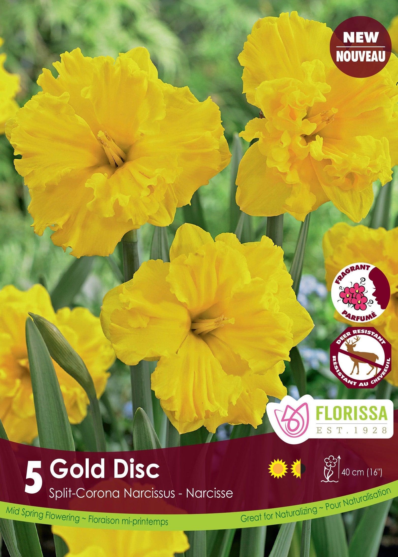 Narcissi Gold Disc 5/Pkg