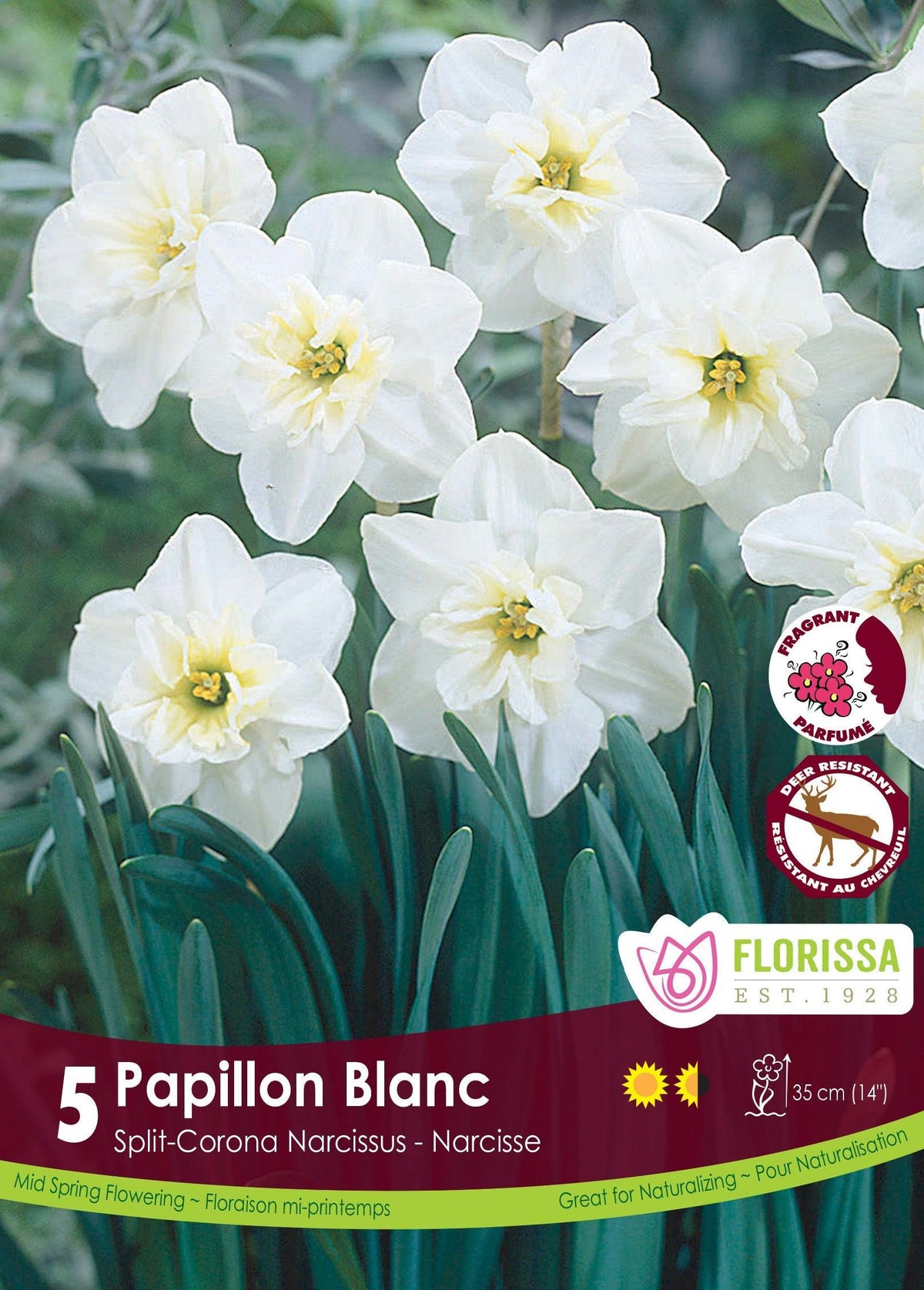 Narcissi Papillion Blanc 5/Pkg