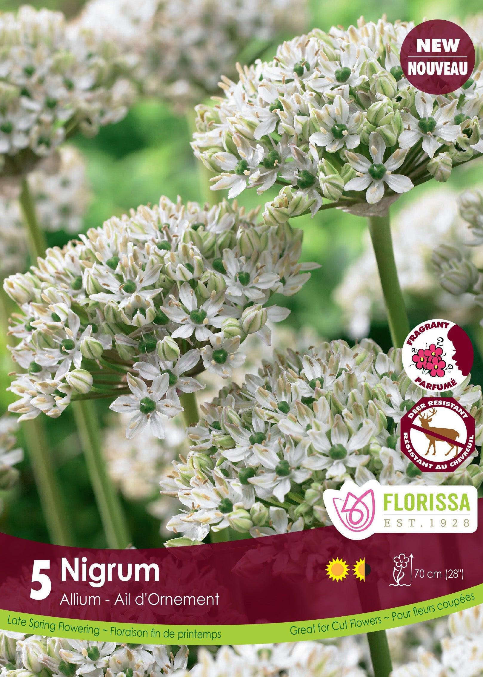 Allium Nigrum 5/Pkg