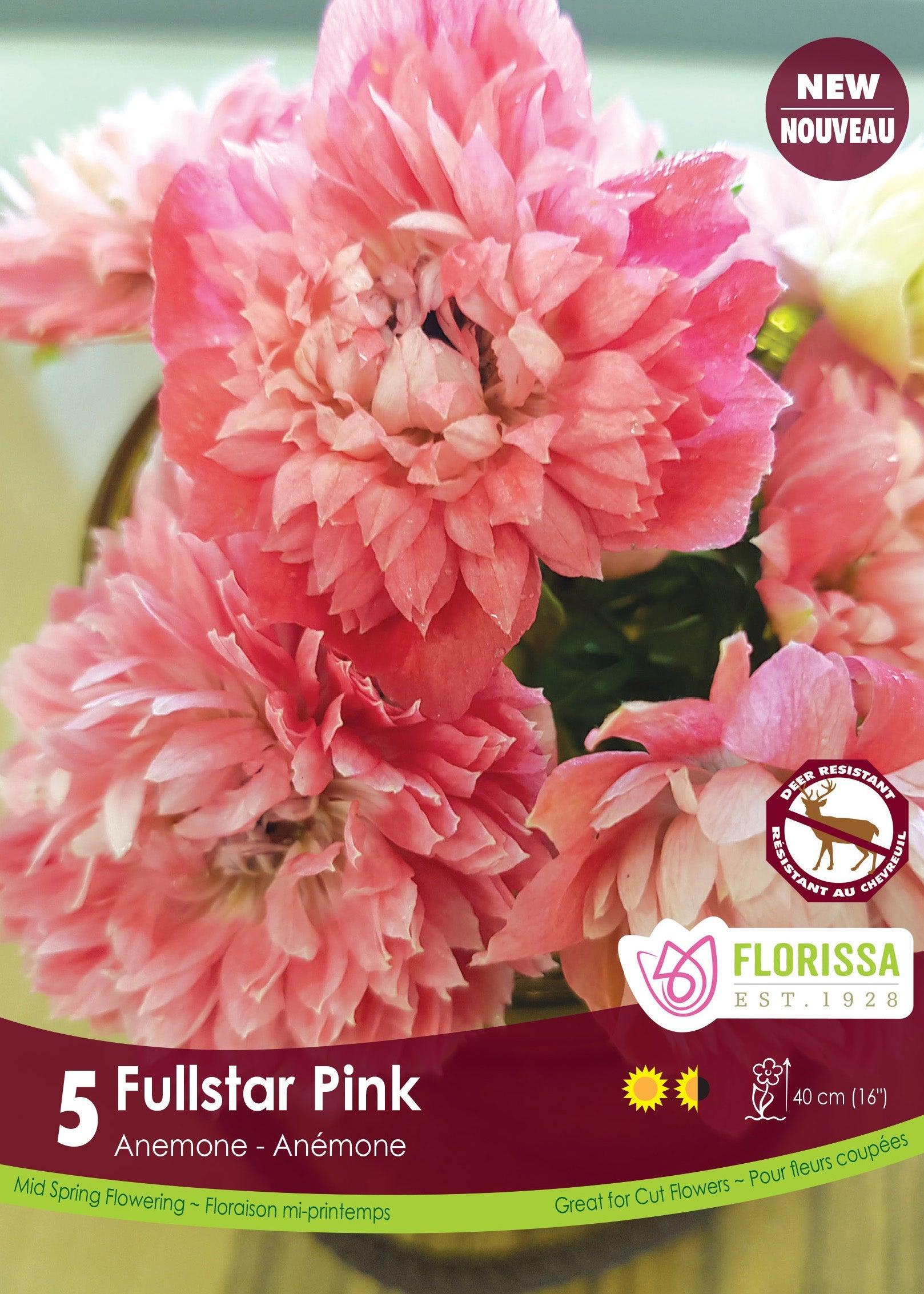 Anemone Fullstar Pink 5/Pkg