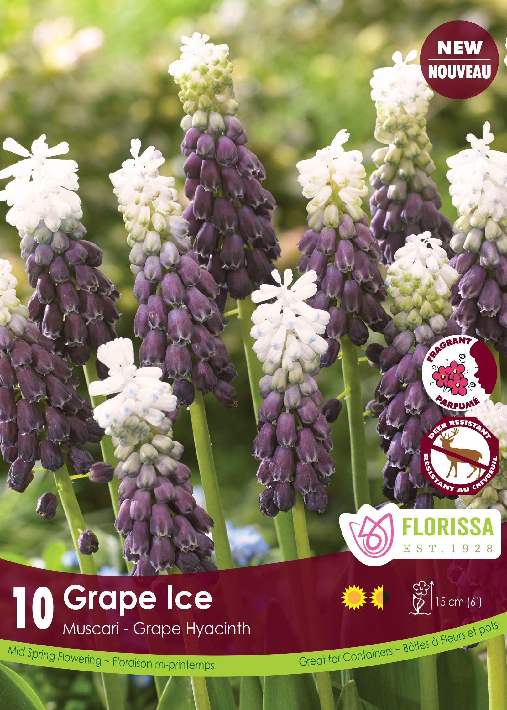 Muscari Grape Ice 10/Pkg