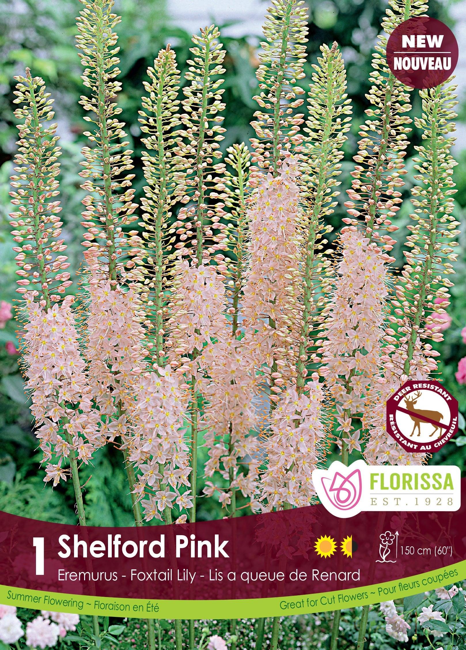 Eremurus Pink 1/Pkg