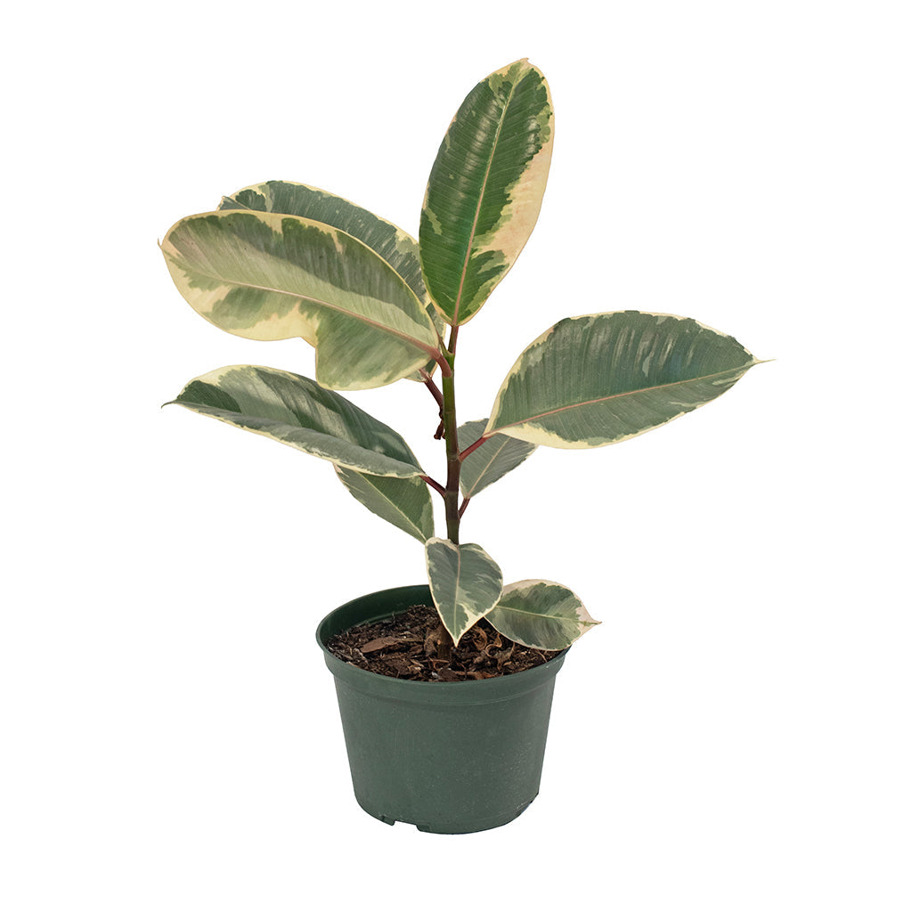 Ficus/Tinkeke Rubber Plant