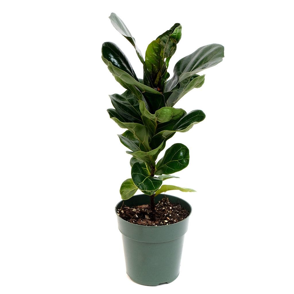 dwarf fiddle leaf fig Ficus/Dwarf Fiddle Leaf Fig