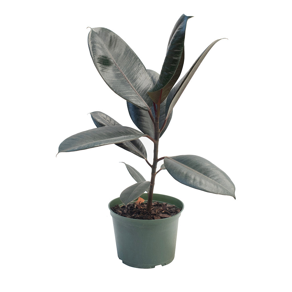 Ficus/Indian Rubber Plant Burgundy