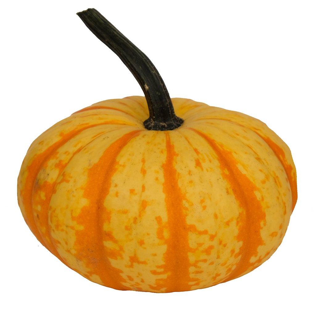 Pumpkin - Stripe (Blaze)